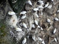 Looking down on the Gannet colony on the Island of Noss