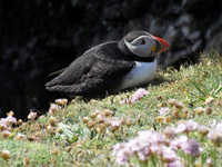 A Puffin relaxing at Sumburgh Head