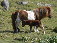 Shetland Ponies, a mare with her newborn foal