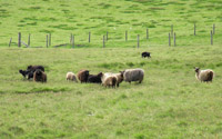 Shetland Sheep